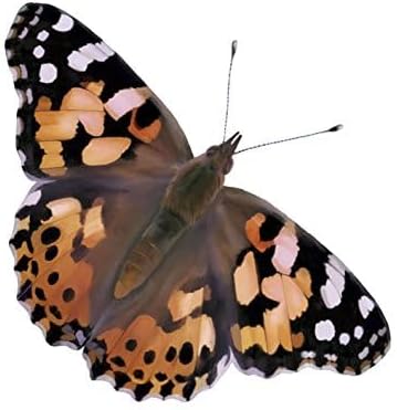 Insect Lore Two Cups of Live Caterpillars - 10 Live Painted Lady Caterpillars with Food - Includes Bonus Butterfly Life Cycle Figurines - Refill for Butterfly Garden Habitat