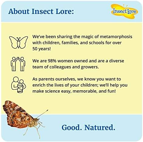 Insect Lore Two Cups of Live Caterpillars - 10 Live Painted Lady Caterpillars with Food - Includes Bonus Butterfly Life Cycle Figurines - Refill for Butterfly Garden Habitat