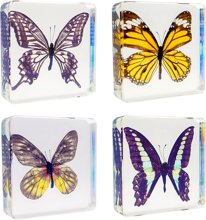 4 PCS Butterfly Specimen Set, Danaus Genutia, Graphium Sarpedon, Asian Swallowtail, Delias Pasithoe Butterfly Resin Collection Science Toys